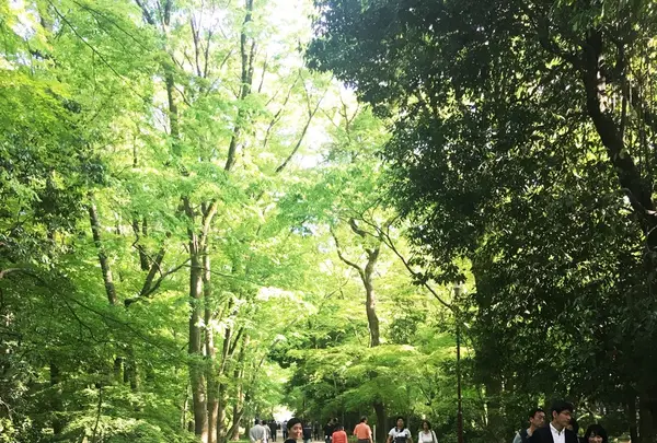 糺ノ森の写真・動画_image_134338