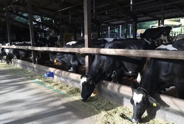 （有）安富牧場の写真・動画_image_134427