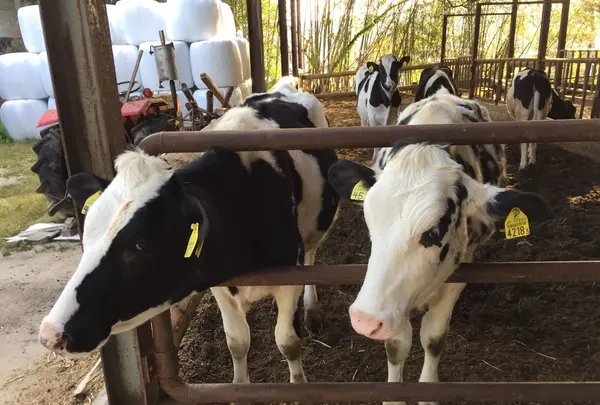 （有）安富牧場の写真・動画_image_134429