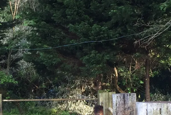 （有）安富牧場の写真・動画_image_134430