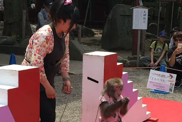 浅草神社（三社さま）の写真・動画_image_134702