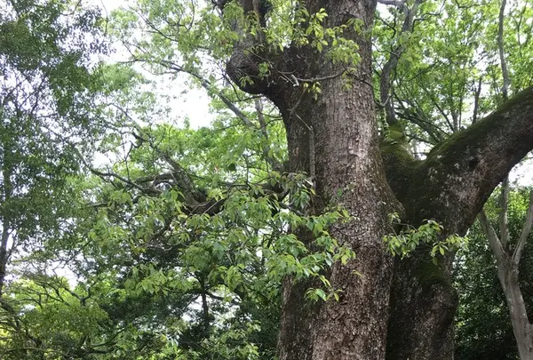 伊弉諾神宮の写真・動画_image_134856