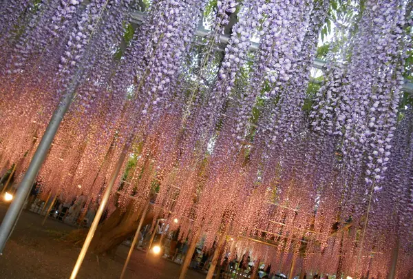 あしかがフラワーパークの写真・動画_image_134867