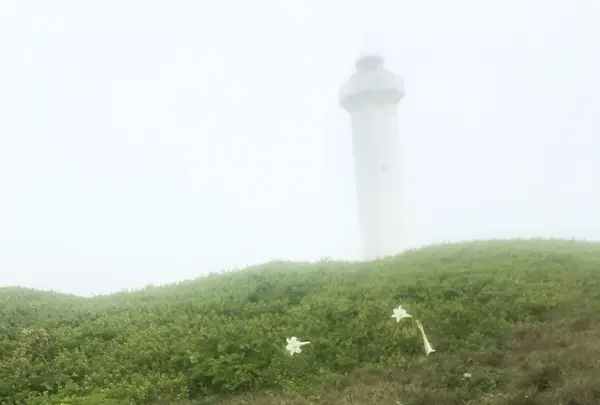 東平安名崎の写真・動画_image_134919