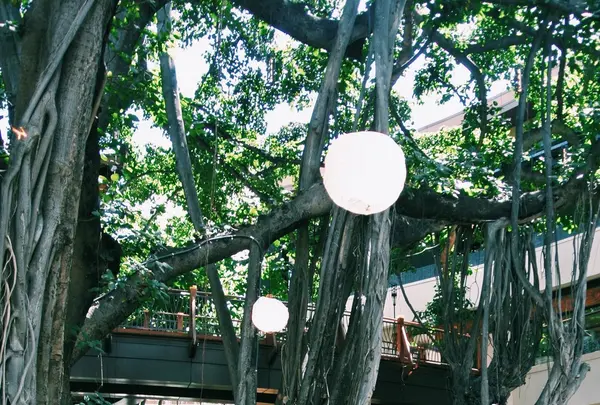 International Market Place（インターナショナルマーケットプレイス）の写真・動画_image_135006