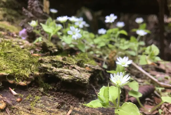 花貫渓谷の写真・動画_image_135267