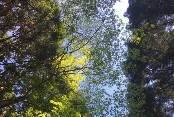 花貫渓谷の写真・動画_image_135269