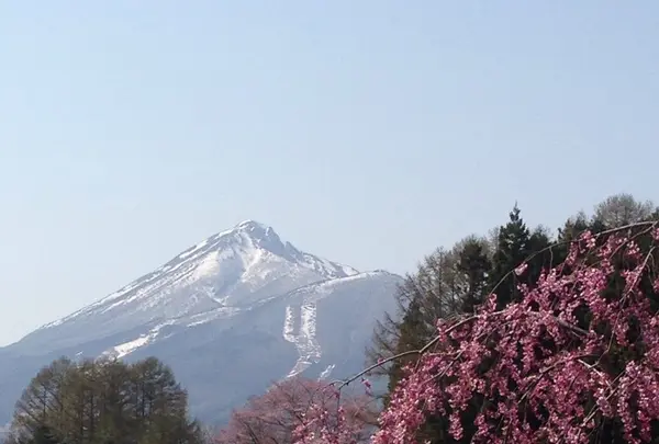 観音寺川の桜の写真・動画_image_135322