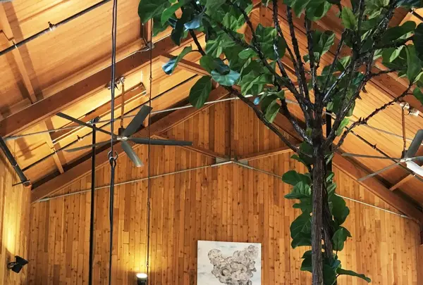 bills Hawaiiの写真・動画_image_135350