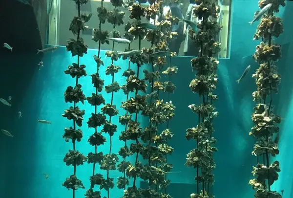 宮島水族館 みやじマリンの写真・動画_image_135360