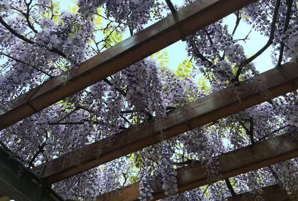清澄公園の写真・動画_image_135498