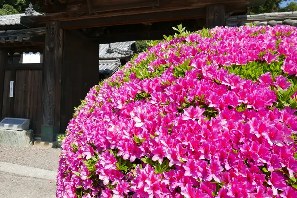 延命寺の写真・動画_image_135535