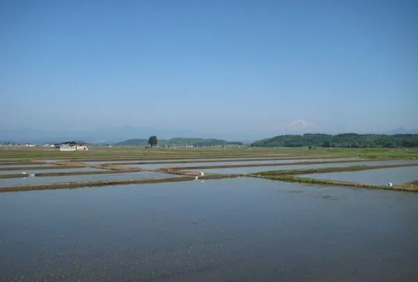 上杉神社の写真・動画_image_135645
