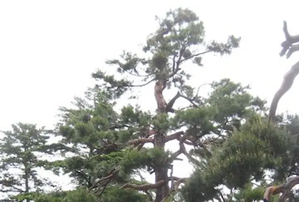上杉神社の写真・動画_image_135660