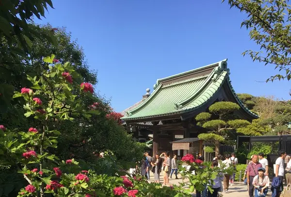 長谷寺の写真・動画_image_135974