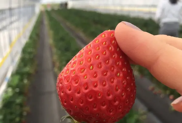 日光ストロベリーパークの写真・動画_image_136123