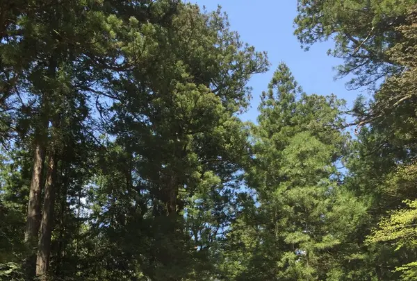 日光東照宮の写真・動画_image_136139