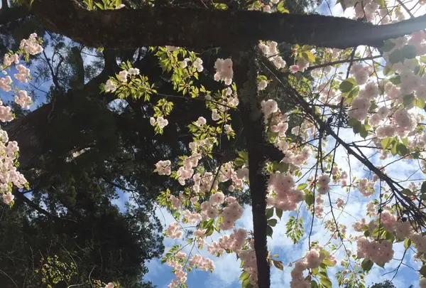 日光東照宮の写真・動画_image_136294