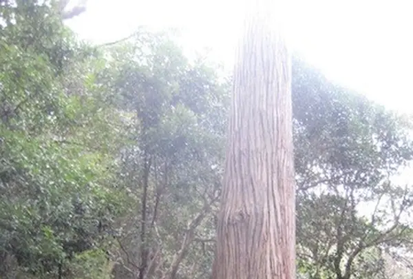 対馬ふるさと伝承館の写真・動画_image_136445