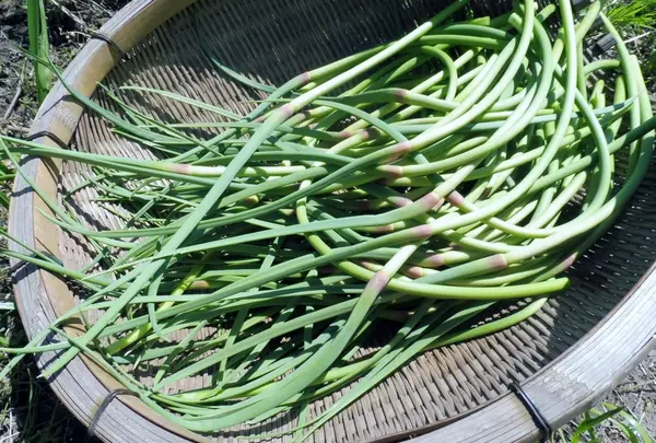 明王山 展望台の写真・動画_image_136855