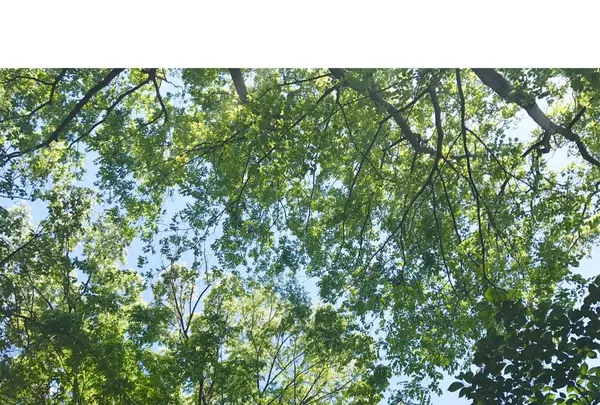 砧公園の写真・動画_image_137022