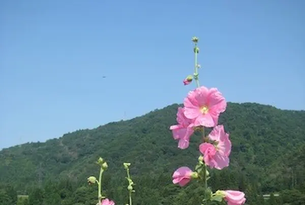 白川郷合掌造りの写真・動画_image_137079