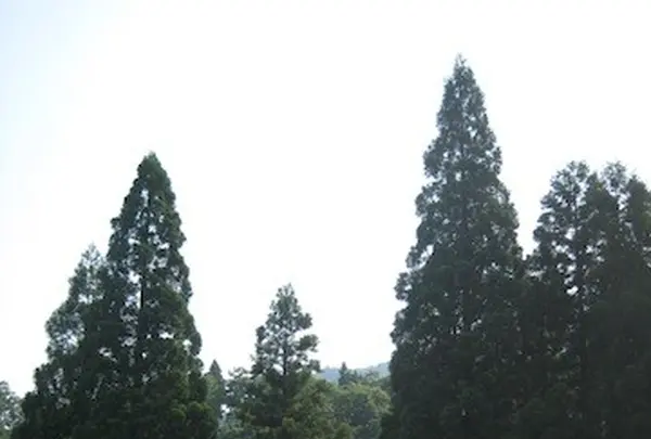白川郷合掌造りの写真・動画_image_137083