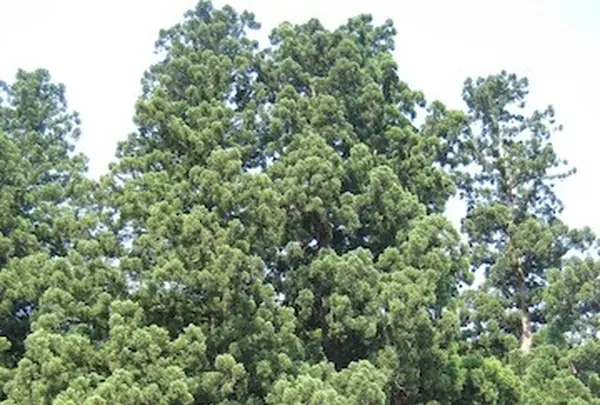 白川郷合掌造りの写真・動画_image_137085