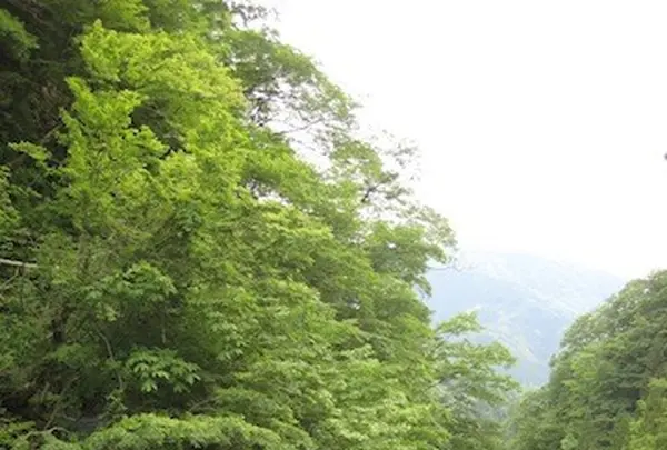 飛騨大鍾乳洞の写真・動画_image_137174
