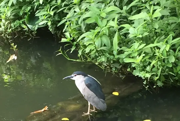 台北植物園の写真・動画_image_137675