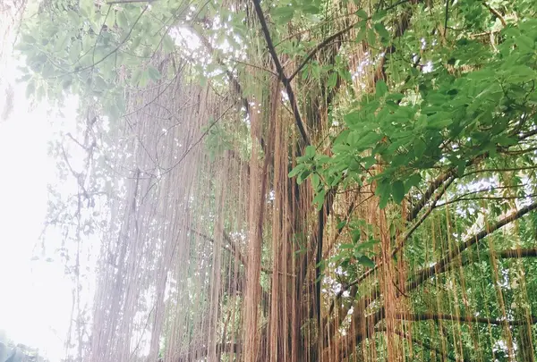 台北植物園の写真・動画_image_137676