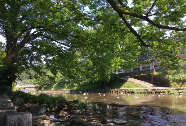 水源けやきの写真・動画_image_137690