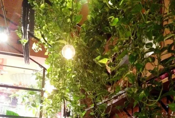 青山フラワーマーケット ティーハウス 南青山本店 （Aoyama Flower Market TEA HOUSE）の写真・動画_image_137722