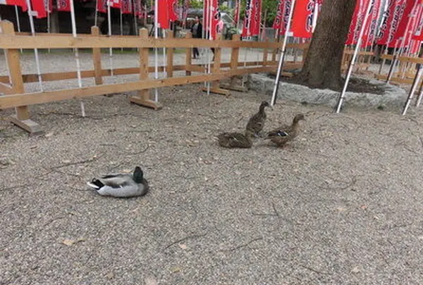 住吉大社の写真・動画_image_137994