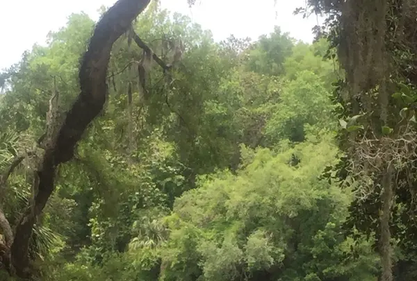 Rainbow Springs Headspringの写真・動画_image_138053