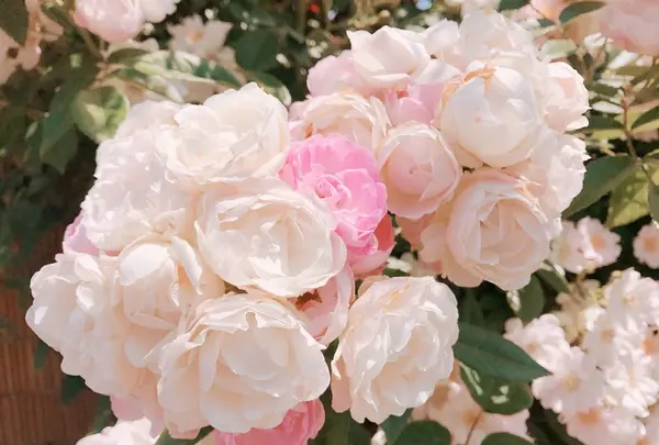 山下公園の写真・動画_image_138321