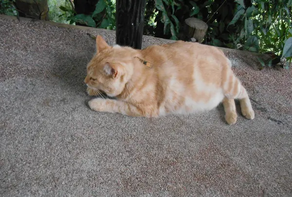 恋人岬の写真・動画_image_138341