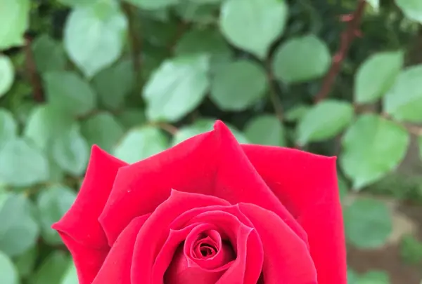 花フェスタ記念公園の写真・動画_image_138845