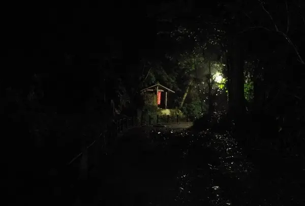 等々力渓谷の写真・動画_image_138952