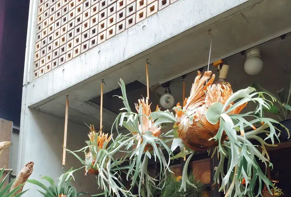 葉花の写真・動画_image_139010