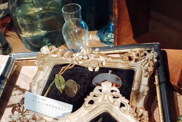 ピボワンヌ （pivoine） の写真・動画_image_139030