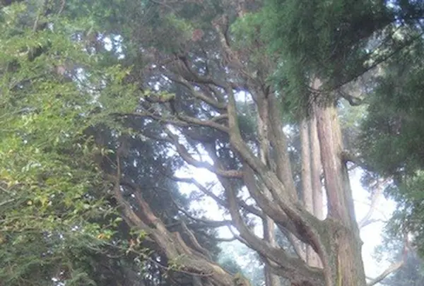 幣立神宮（幣立神社）の写真・動画_image_139084