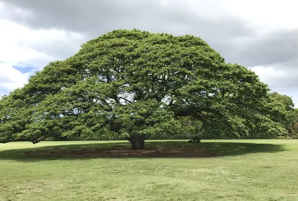 モアナルア・ガーデンズの写真・動画_image_140087