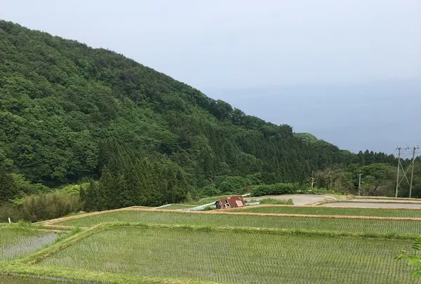 杉池の広葉樹林【紅葉の名所】の写真・動画_image_140108