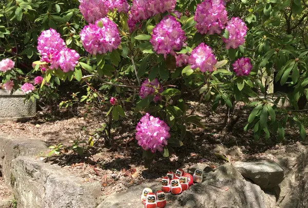 勝尾寺の写真・動画_image_140123