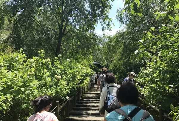 明月院（あじさい寺）の写真・動画_image_140250