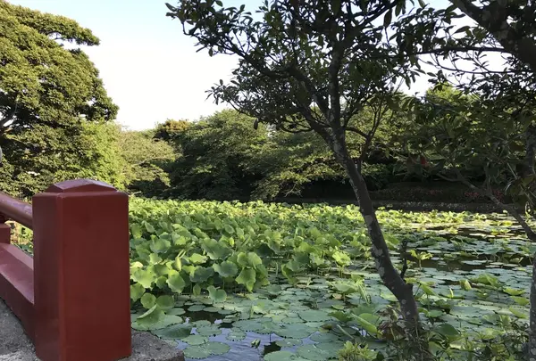 鶴岡八幡宮の写真・動画_image_140266
