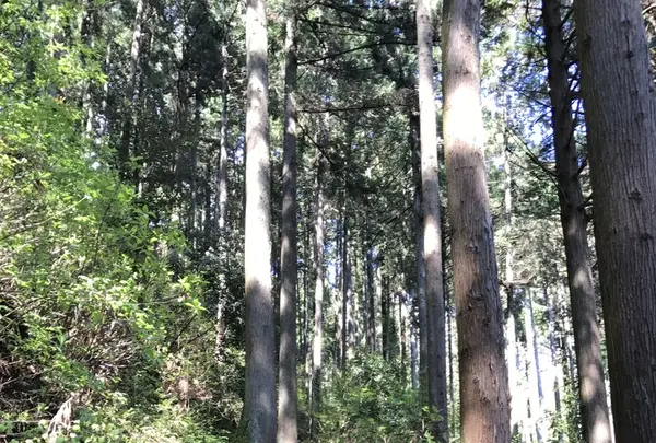 御岳山の写真・動画_image_140270