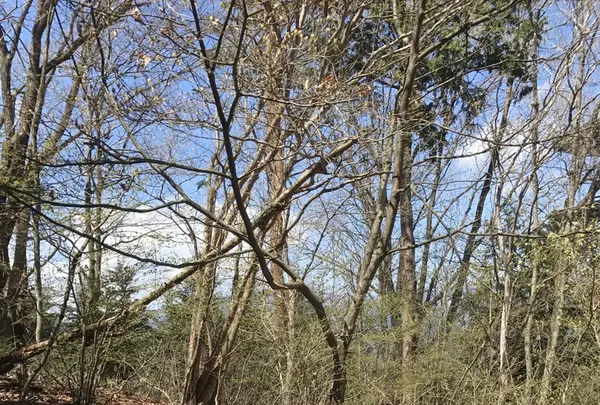 御岳山の写真・動画_image_140271