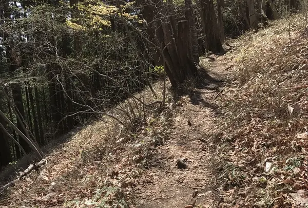 御岳山の写真・動画_image_140272